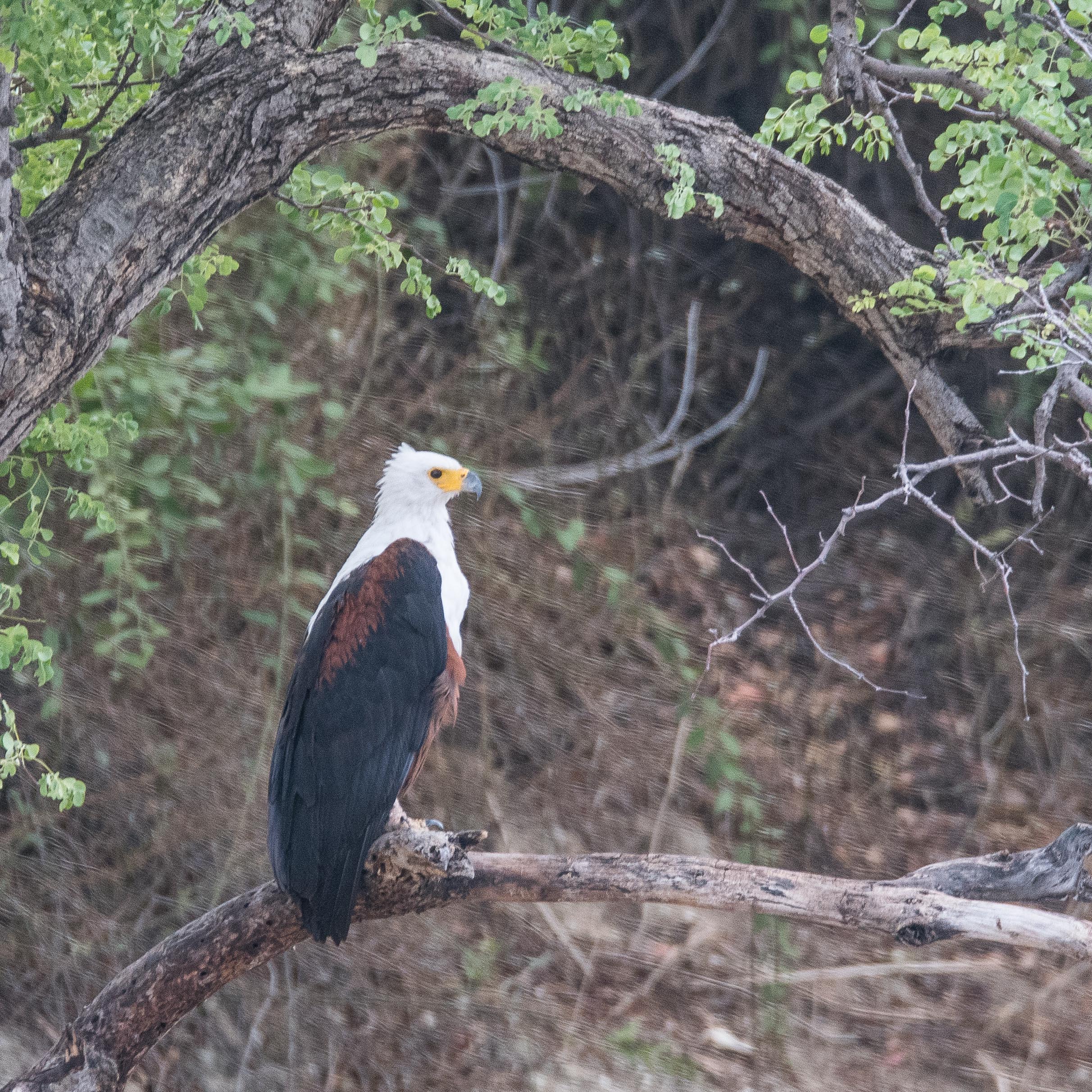 Pygargue vocifère adulte (Fish eagle, Haliaeetus vocifer), Chobe National Park, Botswana-5967